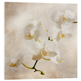 Obraz na szkle akrylowym  White orchid - Hannes Cmarits