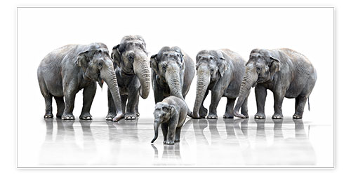 Plakat Elephants