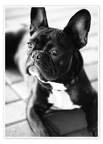 Plakat French Bulldog