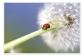Plakat Ladybugs & Dandelion