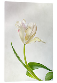 Obraz na szkle akrylowym  Tulip - Nailia Schwarz