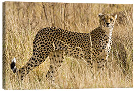 Obraz na płótnie  Cheetah in the dry grass - Ralph H. Bendjebar