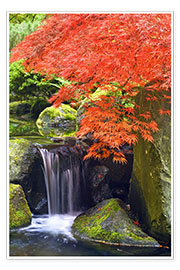 Plakat  Waterfall and Japanese Maple - Don Paulson