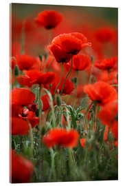 Obraz na szkle akrylowym  Poppy Meadow - Nailia Schwarz