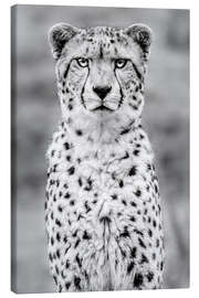 Obraz na płótnie  cheetah - Sebastian Leistenschneider