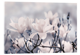 Obraz na szkle akrylowym  Magnolia Blossoms V - Atteloi