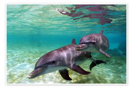 Plakat  Two bottlenose dolphins from the beaches of the Caribbean - Stuart Westmorland