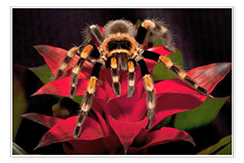 Plakat  Red-knee tarantula - Dennis Flaherty