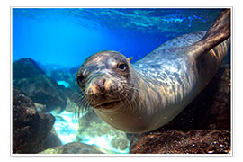Plakat  Sea lion underwater portrait - Paul Kennedy