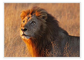 Plakat  Lion in the evening light - Africa wildlife - wiw