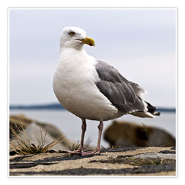 Plakat  Seagull at the port of Sassnitz, on the island of Rügen - CAPTAIN SILVA