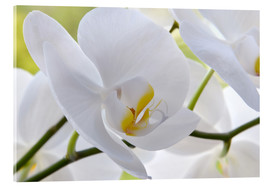 Obraz na szkle akrylowym  Beautiful white orchid - Atteloi