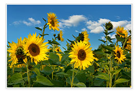 Plakat  Sunflowers - Atteloi