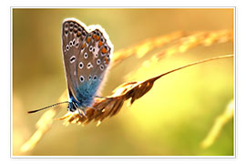 Plakat  Butterfly in late summer - Julia Delgado