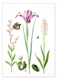 Plakat  Red catchfly, rose, iris &amp; orchis - Maria Sibylla Merian