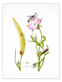 Plakat  Wheat &amp; Corncockle - Maria Sibylla Merian