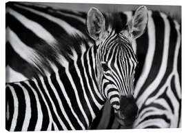 Obraz na płótnie  Zebra black and white - HADYPHOTO
