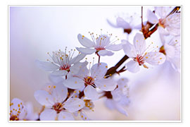 Plakat cherry blossoms