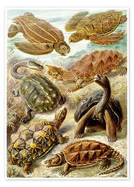 Plakat  Chelonia - Ernst Haeckel