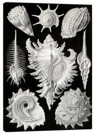 Obraz na płótnie  Prosobranchia, (art forms of nature: graphic 53) - Ernst Haeckel