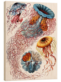 Obraz na drewnie  Discomedusae 8 - Ernst Haeckel