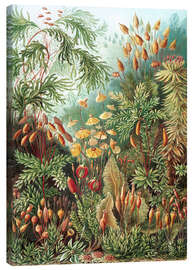 Obraz na płótnie  Muscinae - Ernst Haeckel