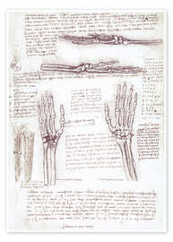 Plakat  Studium dłoni - Leonardo da Vinci