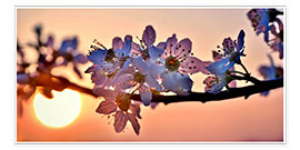 Plakat Cherry blossoms against evening under the setting sun