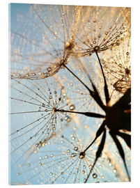 Obraz na szkle akrylowym  Look at dandelion from below - Julia Delgado