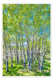 Plakat Birches
