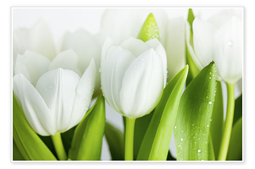 Plakat White Tulips 04