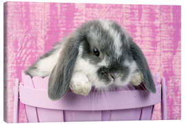 Obraz na płótnie  Rabbit in a flower pot - Greg Cuddiford