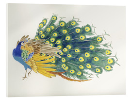 Obraz na szkle akrylowym  Peacock - Haruyo Morita