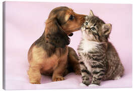Obraz na płótnie  Dachshund and kitten - Greg Cuddiford