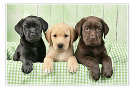 Plakat Labrador puppies