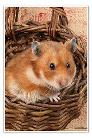 Plakat Hamster in a wicker basket