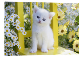 Obraz na szkle akrylowym  White cat in garden - Greg Cuddiford
