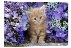 Obraz na aluminium  Ginger cat in flowers - Greg Cuddiford