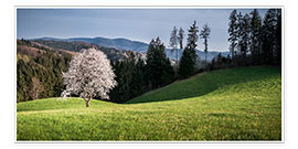 Plakat  Blooming Apple Tree in Black Forest - Andreas Wonisch