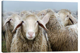 Obraz na płótnie  Flock of sheep - Michael Valjak
