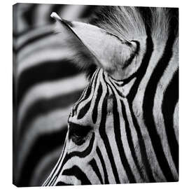 Obraz na płótnie  Zebra - Marcel Schauer