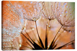 Obraz na płótnie  Dandelion orange light - Julia Delgado