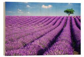Obraz na drewnie  Lavender field and tree - Matteo Colombo