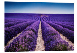 Obraz na szkle akrylowym  Lavender field in Provence - Matteo Colombo