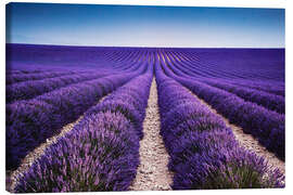 Obraz na płótnie  Lavender field in Provence - Matteo Colombo