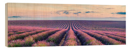 Obraz na drewnie  Lavender field in Provence - Matteo Colombo