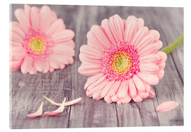 Obraz na szkle akrylowym  Gerbera flower bloom - pixelliebe