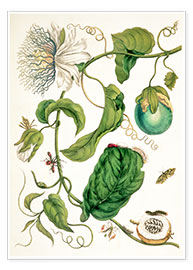 Plakat  Passion flower and insects - Maria Sibylla Merian