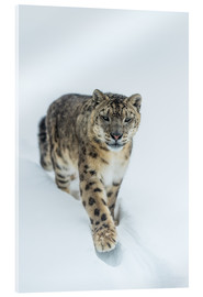 Obraz na szkle akrylowym  Snow Leopard in deep snow - Ingo Gerlach
