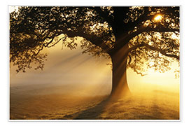 Plakat Oak tree at sunrise